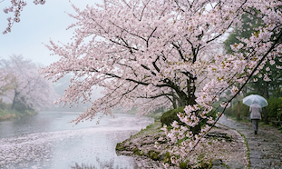 花冷えとは？意味・時期・寒の戻りとの違い｜3月・4月の挨拶メール例文記事の画像